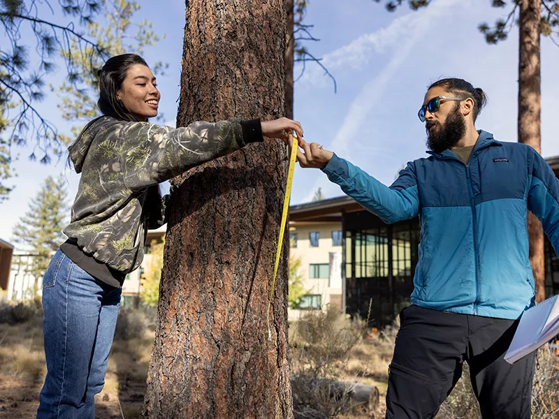 Student measuring a pine tree on campus