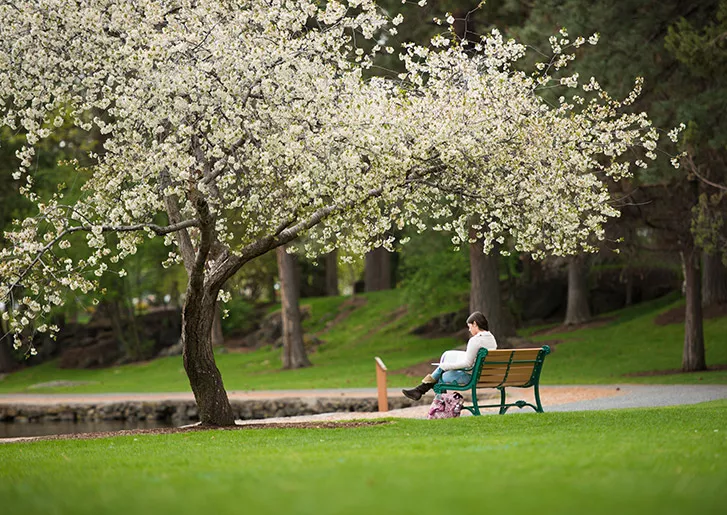 Student sitting on a bench under a tree with white blossoms 