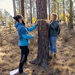 Students measuring a tree