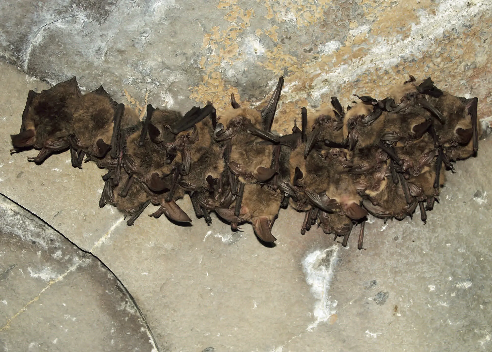 A small colony of Townsend's big-eared bats