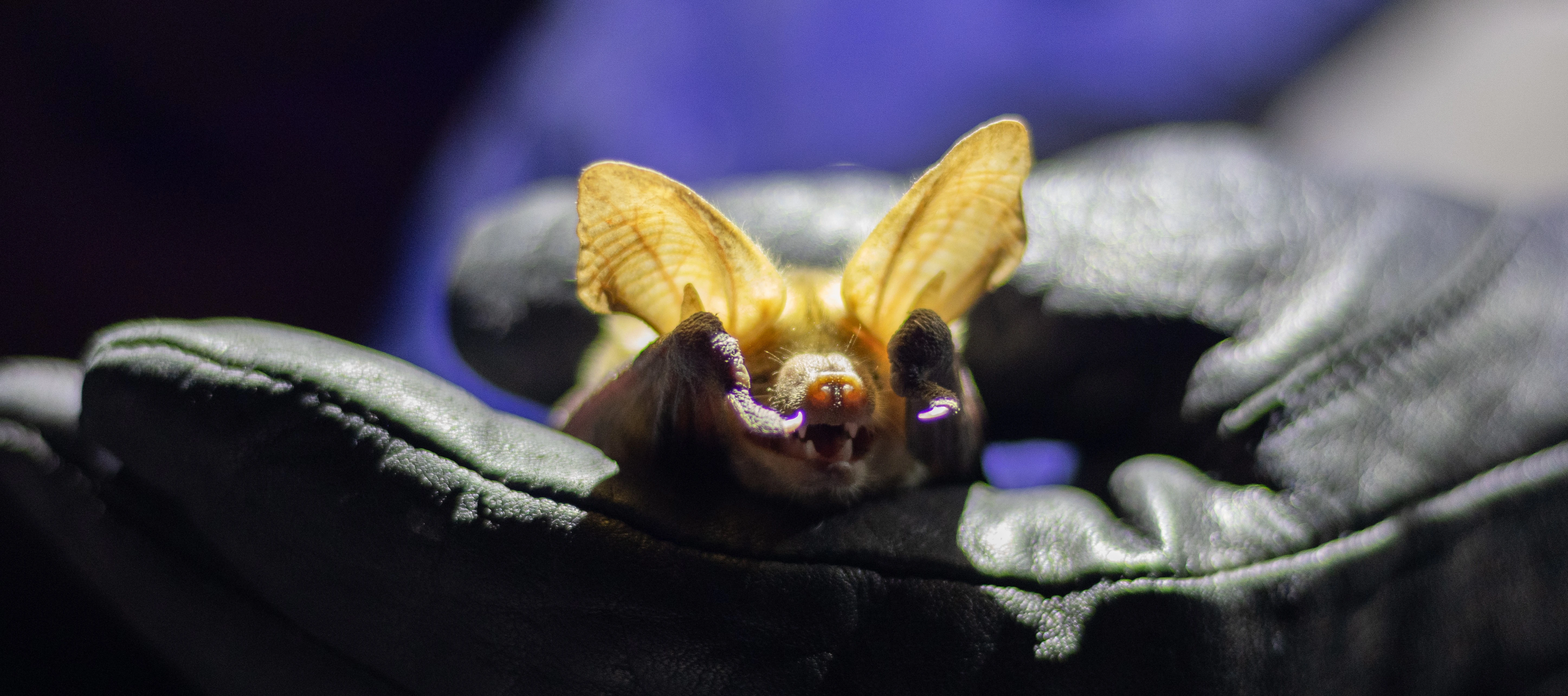 A pallid bat smiles for the camera after being captured