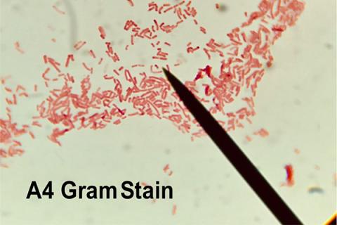 A4 Gram Stain