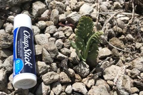 Pumice Grape Fern