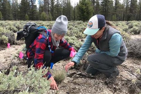 Students assisting USFS botanists