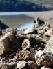 coastline-oysters