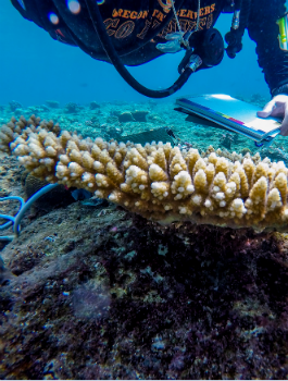 diver-and-coral-reef