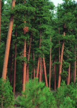 ponderosa-pine-trees