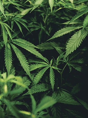 Marijuana as medicine, cannabinoids, OSU College of Pharmacy, OSU-Cascades