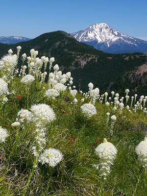 OregonFlora, Beargrass, Oregon Cascades, OSU-Cascades
