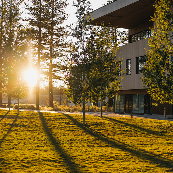 sun shining through trees on campus